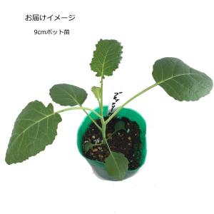 ブロッコリーケール 9cmポット苗の詳細画像1
