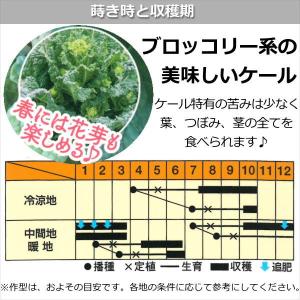 ブロッコリーケール 9cmポット苗の詳細画像3