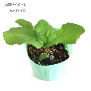 ミニ白菜・レタサイ 9cmポット苗 ハクサイの詳細画像1