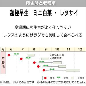 ミニ白菜・レタサイ 9cmポット苗 ハクサイの詳細画像4