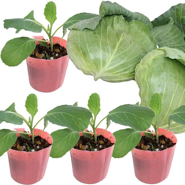 キャベツ【 さとうクン 】9cmポット苗／極甘キャベツ／4ポットセット