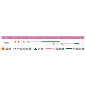 ブロッコリー【 えのきブロッコリー 】9cmポ...の詳細画像4