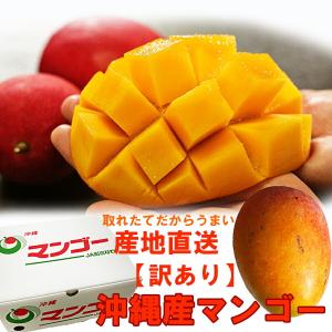 沖縄 フルーツ キーツマンゴー 約1.0kg（1〜3個程度）ギフト用 化粧箱