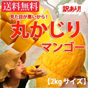 マンゴー 訳あり 沖縄産マンゴー お徳用2kg 送料無料 丸かじり アップルマンゴー｜nagahama