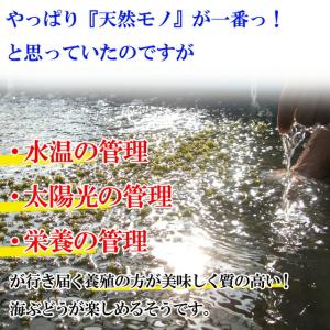 海ぶどう 沖縄産 100g 天皇杯受賞(クビレ...の詳細画像2