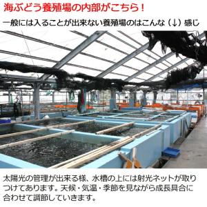 海ぶどう 沖縄産 100g 天皇杯受賞(クビレ...の詳細画像4