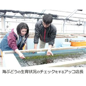 海ぶどう 沖縄産 100g 天皇杯受賞(クビレ...の詳細画像5