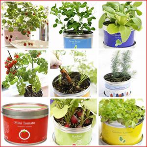 大きめの栽培キットは缶のままで育てて収穫！リトルガーデン・プロは9