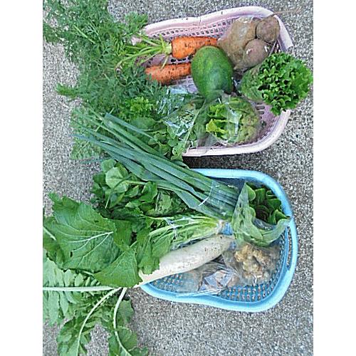 野菜セット　S　平戸潮風野菜　（１２種類程、無農薬、無化学肥料）