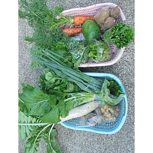 野菜セット 潮風自然栽培　S　１２種類程（無農薬）
