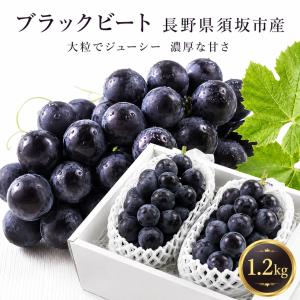 【予約販売開始】長野県産 【高級黒ぶどう】ブラックビート 1.2kg （2〜3房）送料込み （沖縄県・離島地域配送不可） 9月中旬以降から順次発送