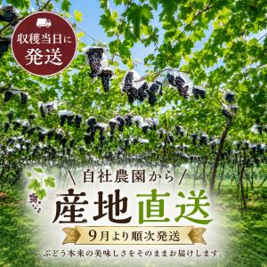 【予約販売開始】長野県産 【高級黒ぶどう】ブラ...の詳細画像1