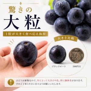 【予約販売開始】長野県産 【高級黒ぶどう】ブラ...の詳細画像3