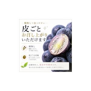 【予約販売開始】長野県産 【高級黒ぶどう】ブラ...の詳細画像5