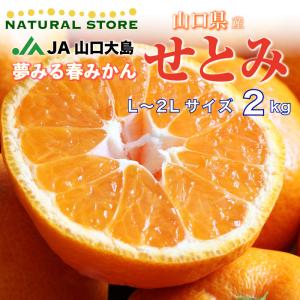 袋掛けみかん 食品 の商品一覧 通販 Yahoo ショッピング