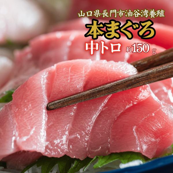 本まぐろ中トロ150g約1〜2人前 山口県長門市油谷湾養殖 本マグロ 柵 刺身用・瞬間冷凍・希少部位...
