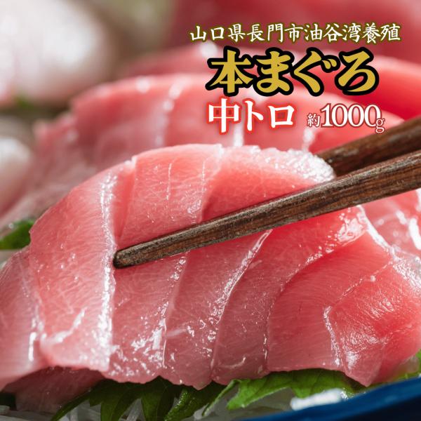 本まぐろ中トロ1,000g約10人前 山口県長門市油谷湾養殖 本マグロ 柵 刺身用・瞬間冷凍・希少部...