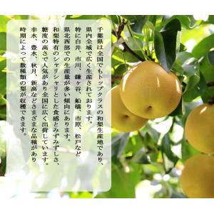 【販売期間4月〜8月】なごみの米屋 千葉の梨ゼ...の詳細画像4