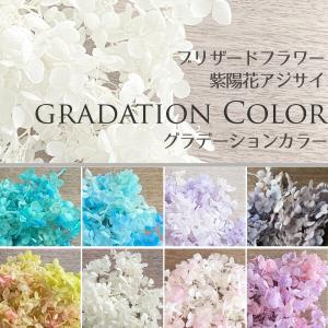メール便(日本郵便)送料無料 プリザーブドフラワー 紫陽花 アジサイ グラデーション カラー 選べる8色