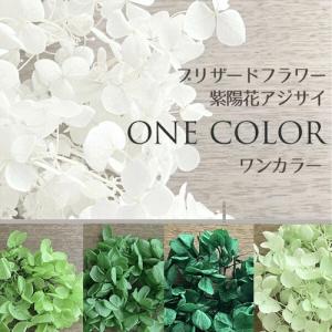 メール便(日本郵便)送料無料 プリザーブドフラワー 紫陽花 アジサイ グリーン系 選べる4色