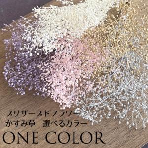 メール便(日本郵便)送料無料 かすみ草　大地農園 ソフトミニカスミソウ プリザーブドフラワー 選べるカラー 花材
