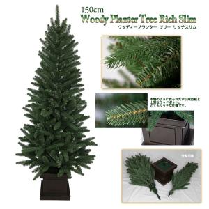 もみの木　モミのキ　苗木　170cm クリスマスツリー 本物のもみの木170cm〜 10号鉢 クリスマスツリー用・モミの木 鉢植え