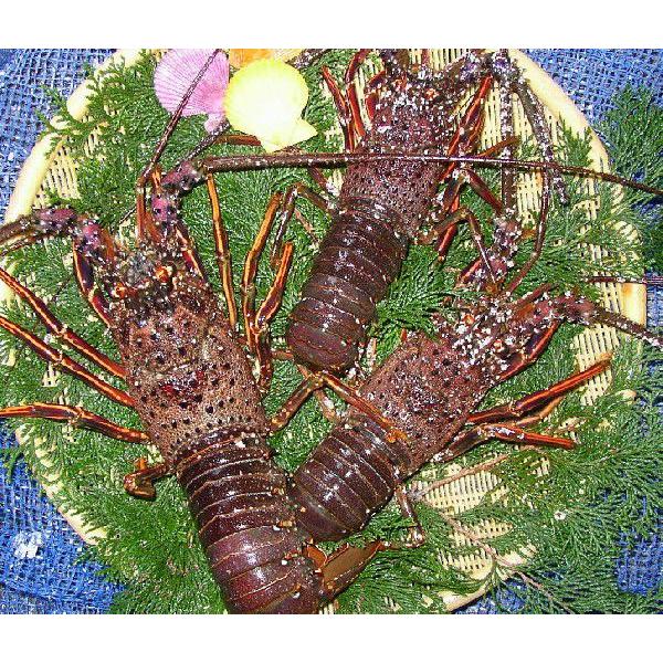 伊勢海老　2〜3尾　1ｋｇ