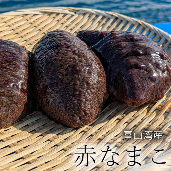 富山湾産　赤ナマコ　２ｋ　生きたままでお届け♪