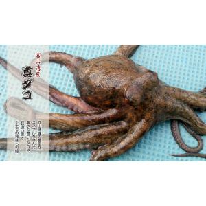 冷凍マダコ生 中サイズ　５ｋ １匹あたり５００ｇ〜９９９ｇ