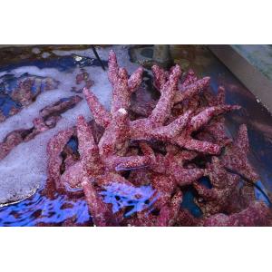 生麦海水魚ヤフー店 リアルリーフロック ライブロック ライブサンド Yahoo ショッピング