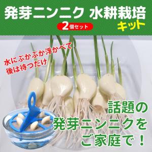 スプラウトにんにく 水耕栽培キット 2個セット 発芽ニンニク