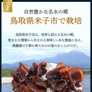 ポイント10%以上還元 乾燥きくらげ 100g...の詳細画像3