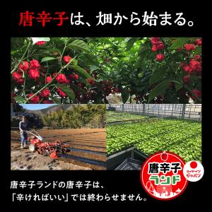 ドラゴンズ・ブレス 激辛唐辛子 世界一辛い唐辛...の詳細画像3