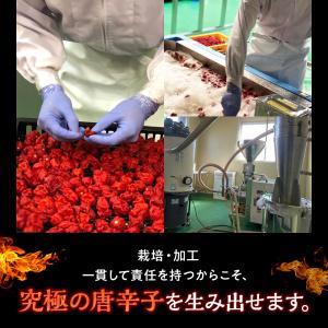 ドラゴンズ・ブレス 激辛唐辛子 世界一辛い唐辛...の詳細画像4