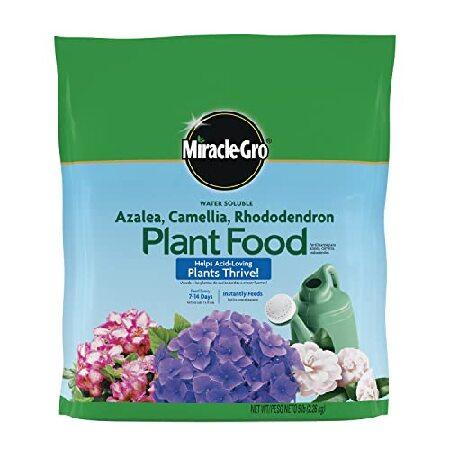 Miracle-Gro Water Soluble Azalea, Camellia, Rhodod...