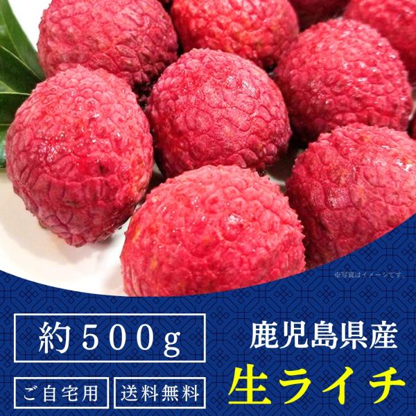 【2025年 7月中旬〜 出荷予定】生ライチ 国産(鹿児島) 生産販売 ご自宅用 約500g