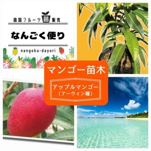 マンゴー 苗 【早生 アップル （アーウィン）】 接ぎ木苗 : 苗木の専門