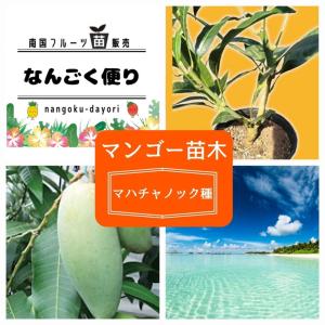 マンゴー苗木（マハチャノック種）24cmポット : 国産ライチ販売