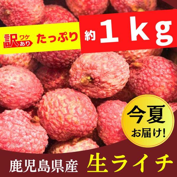 国産 鹿児島ライチ 〔訳あり〕たっぷり【約1kg】2024年 7月末〜 販売   生産販売 生ライチ...