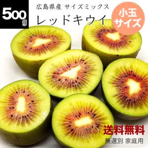 健ちゃんファームのレッドキウイ 500g 小玉 訳あり 家庭用 送料無料 レッドキウイ キウイ　キウイフルーツ 8〜12玉