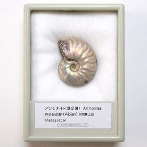 SCIENCE アンモナイト・レインボーの化石（Ammonites／頭足類／Madagascar）約30mm 約1億年前／標本ケース入り｜nanohanaclub