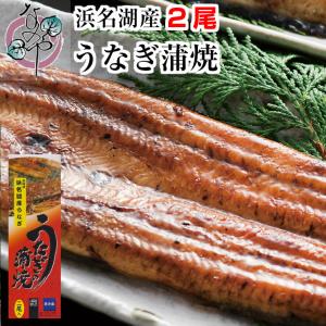 うなぎ 蒲焼 140g×2尾入り 2〜3人分 浜名湖産 送料無料 国産 ギフト お祝い 内祝 浜名湖 土用の丑の日 お取り寄せ グルメ プレゼント 鰻 ウナギ かば焼  贈答