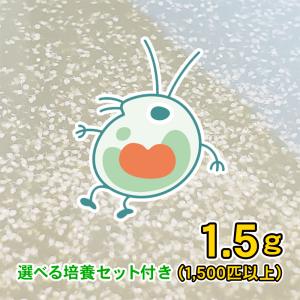 タマミジンコ1.5g（ミジンコ1500匹以上、ネコポス、死着保証あり、選べる培養セット付き、自家培養、クロレラ水入り）