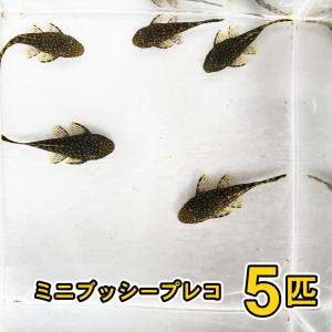 ミニブッシープレコ　5匹（自家繁殖、一部地域を除き、約2cm〜4cm）