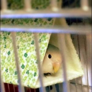 バードテント バードベッド インコテント 寝床 ウロコインコなど、中型