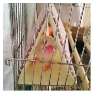 バードテント バードベッド インコテント 寝床 キンカ鳥、文鳥