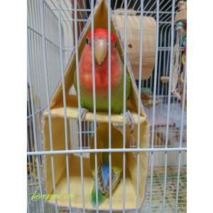 バードテント バードベッド インコテント 寝床 ウロコインコなど、中型