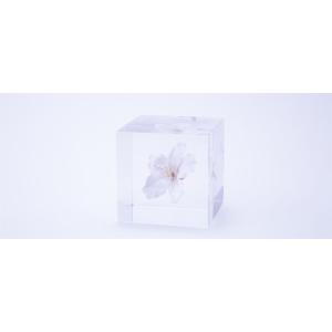 桜のsola cube　ソメイヨシノ