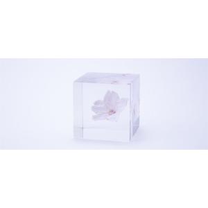桜のsola cube　オオカンザクラ