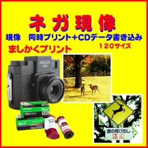 https://item-shopping.c.yimg.jp/i/j/naraphotoclub_m-p-cd